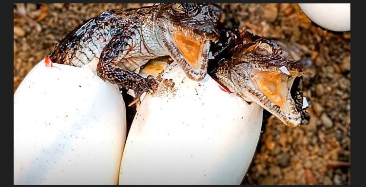 Nacen 11 cocodrilos en incubadora del MARN - Noticias La Gaceta